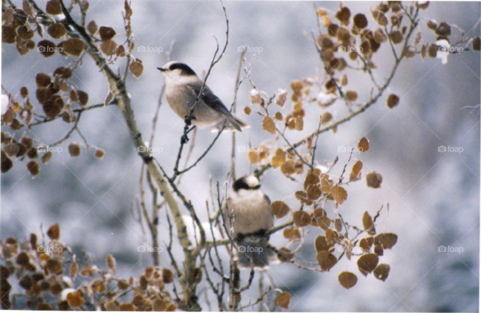 Birds in the winter
