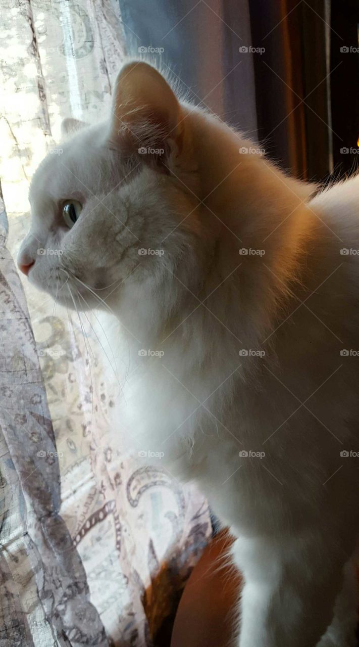 A white cat intently stares out the window while bird watching.