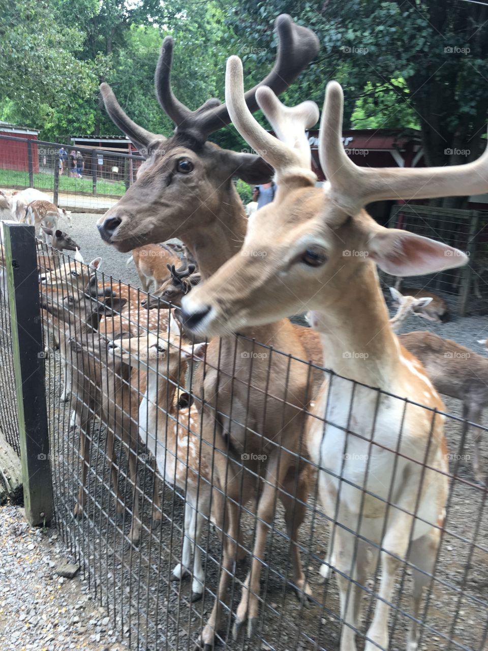Two Deer in velvet