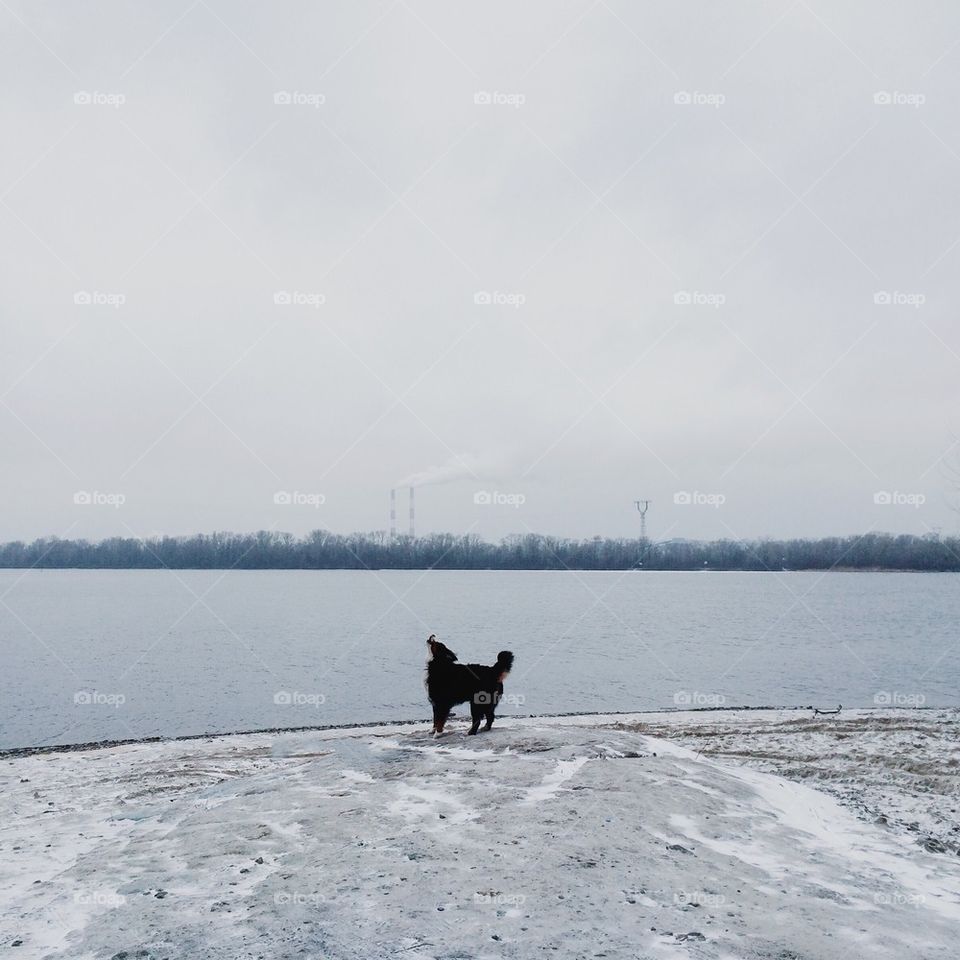 Winter dog near the river Dnipro