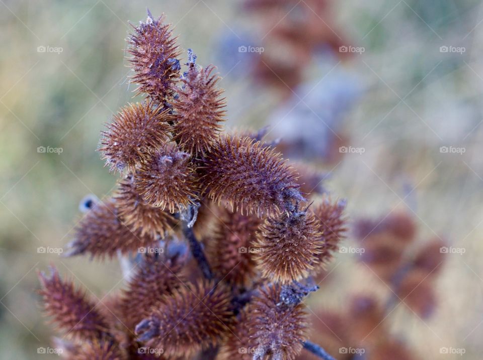 Cockleburs, displaying the colors of autumn 