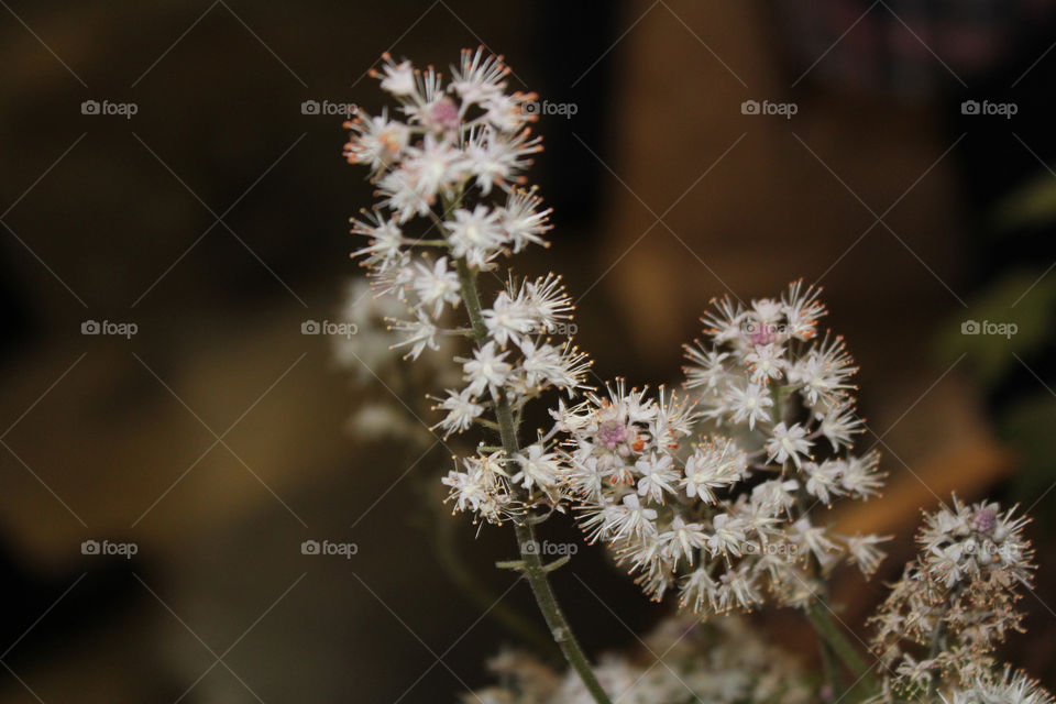 Beautiful white flowers in the Spring blowing in the breeze. 