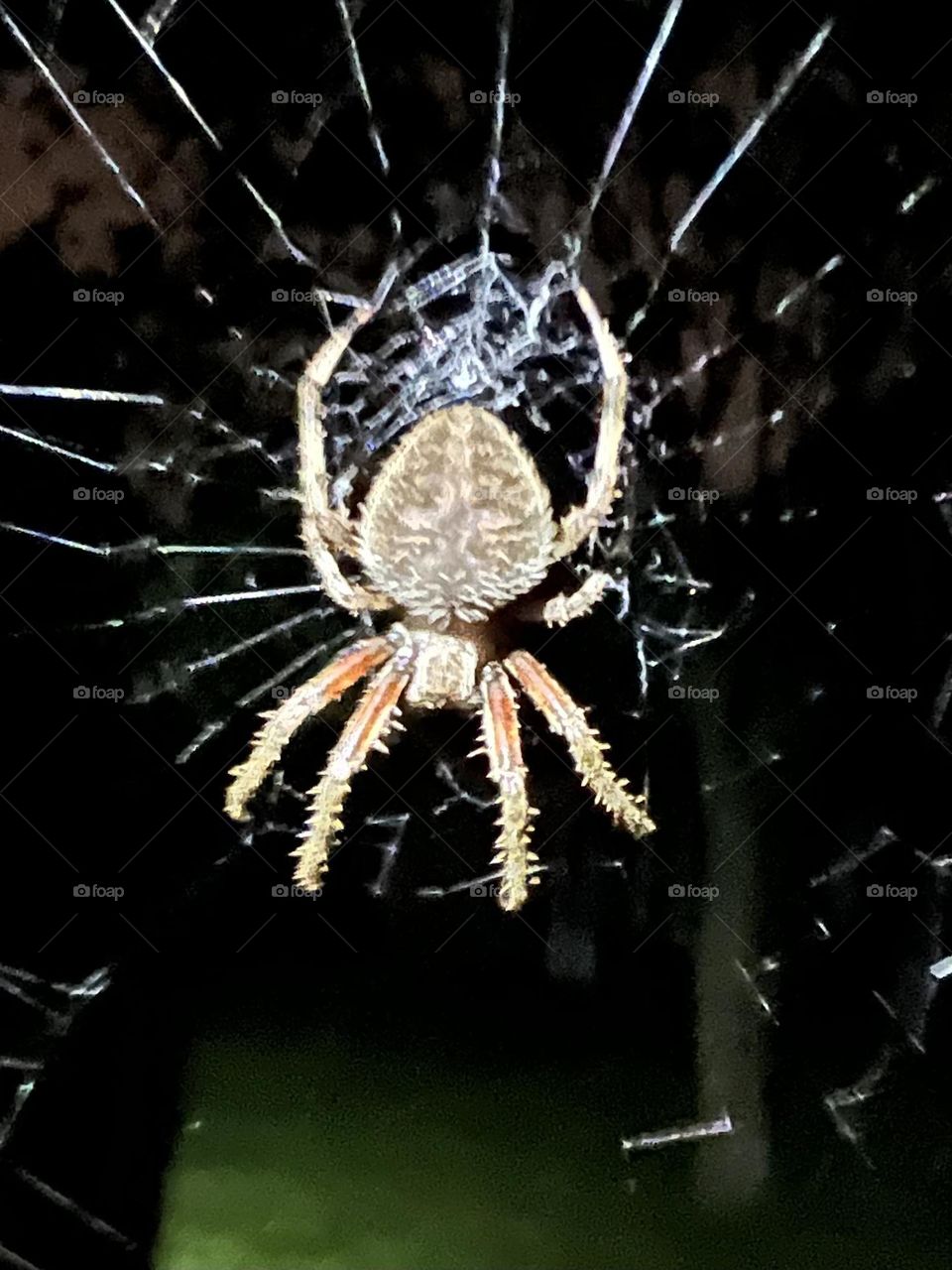 Orb weaver spider 