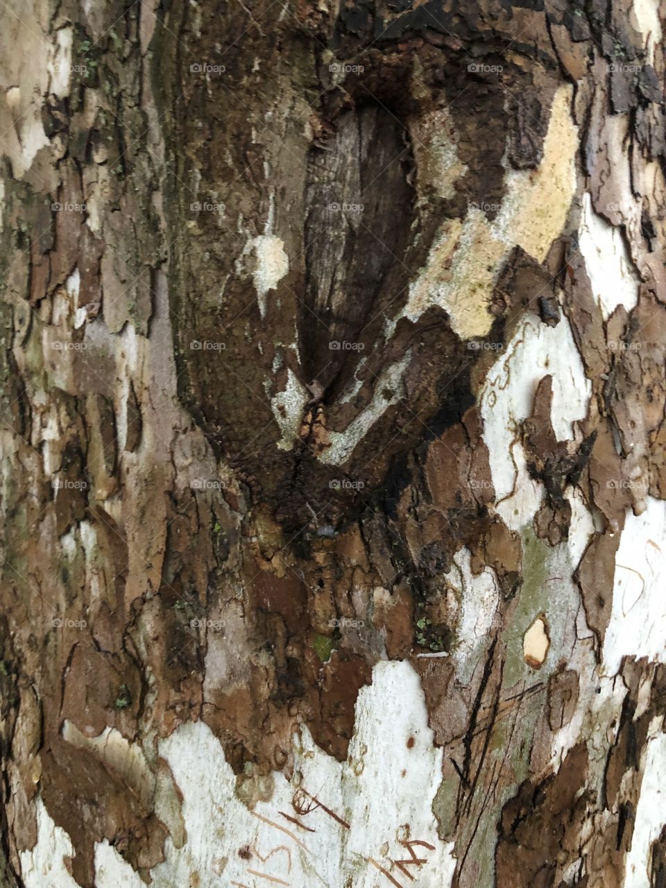 Bark // texture // nature