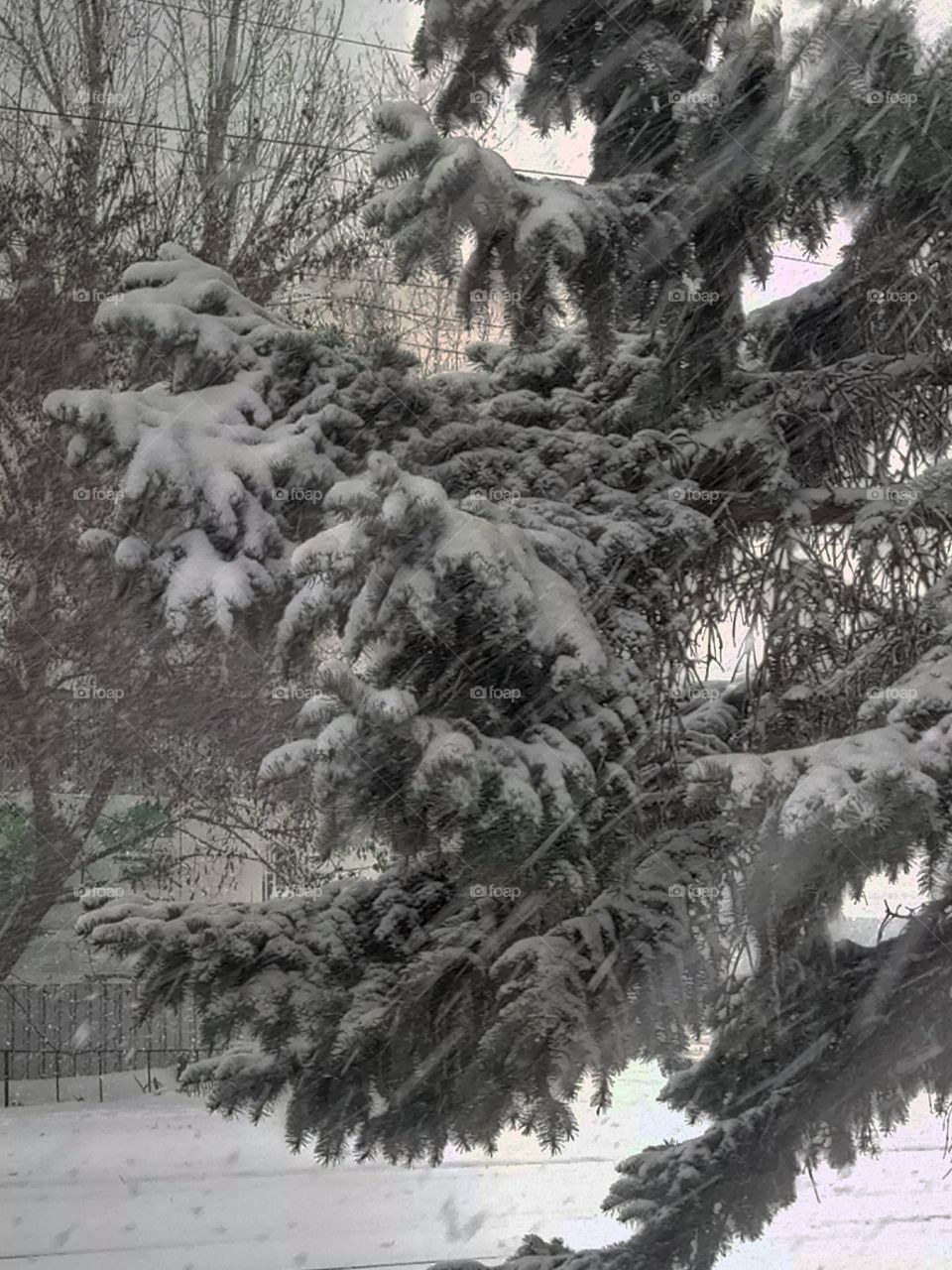 Snow, Winter, Tree, Frost, Cold