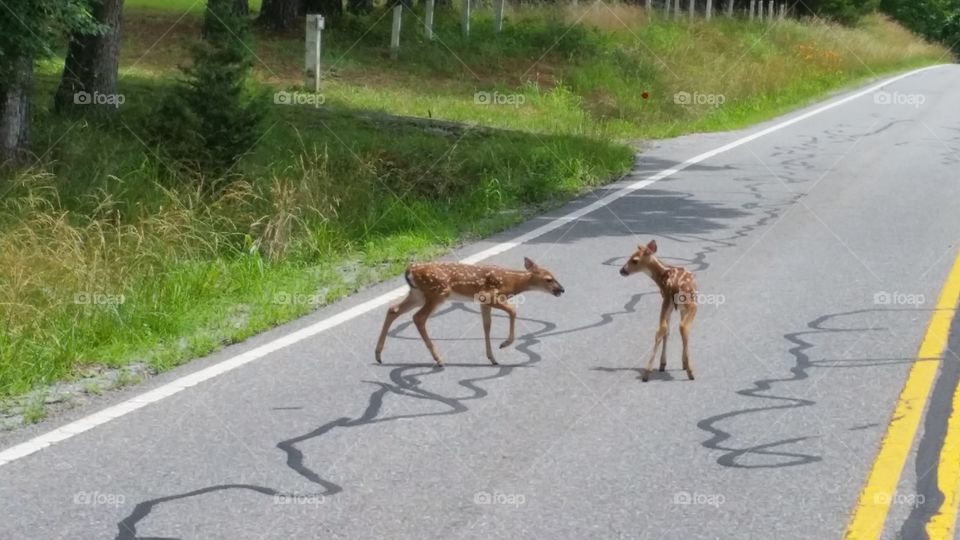 baby deer