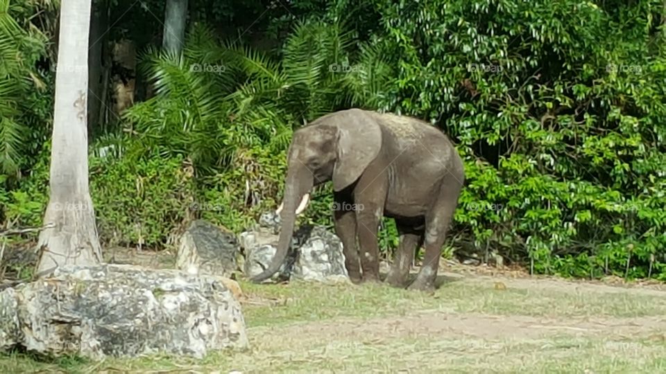 A beautiful elephant makes its way across the grassland at Animal Kingdom at the Walt Disney World Resort in Orlando, Florida.