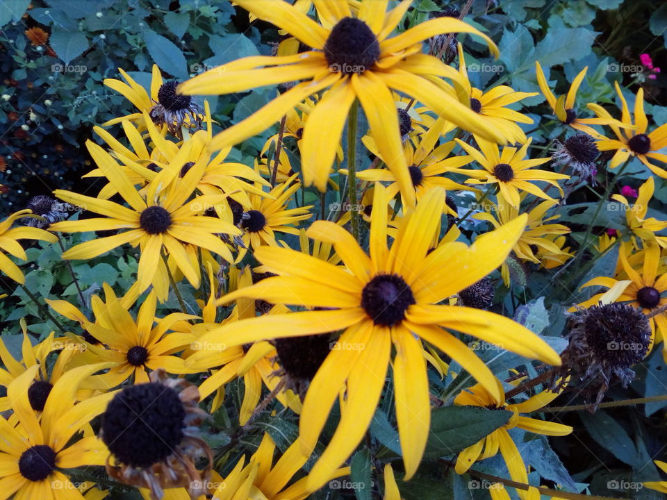 beautiful yellow flowers