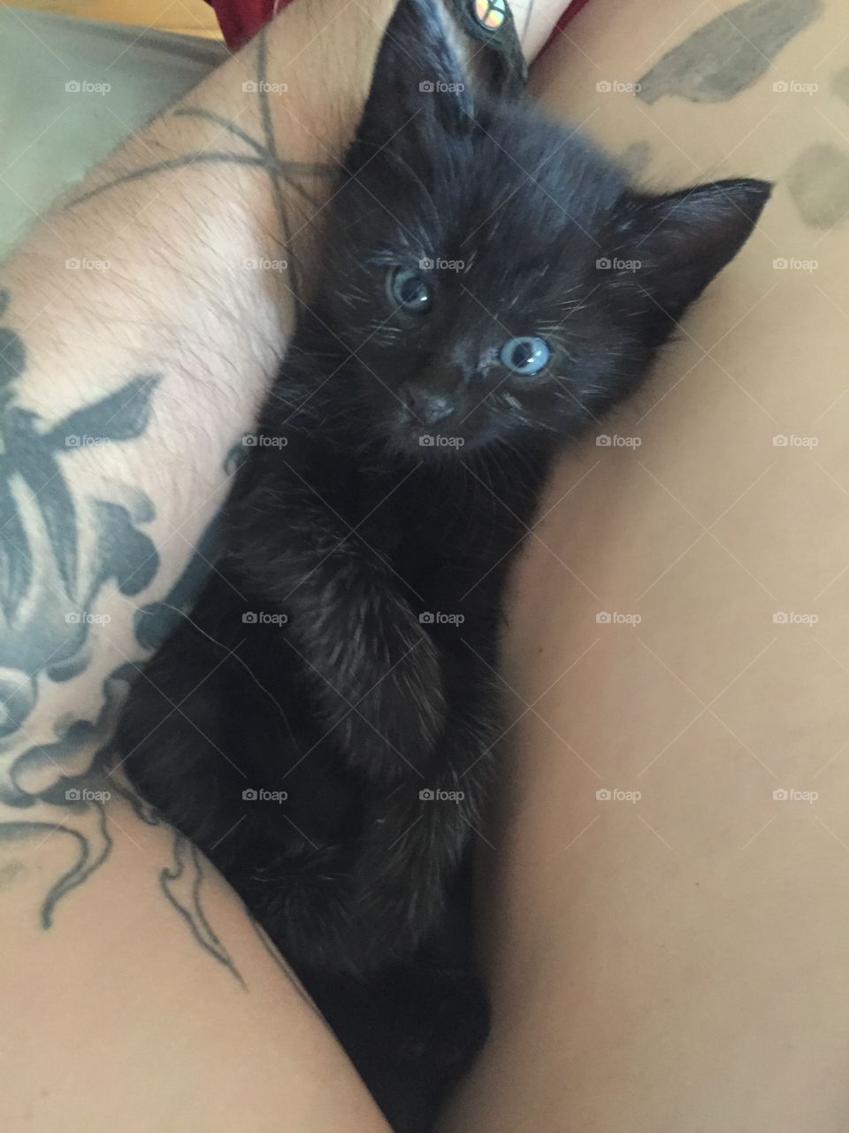 Kitten and tattooed man