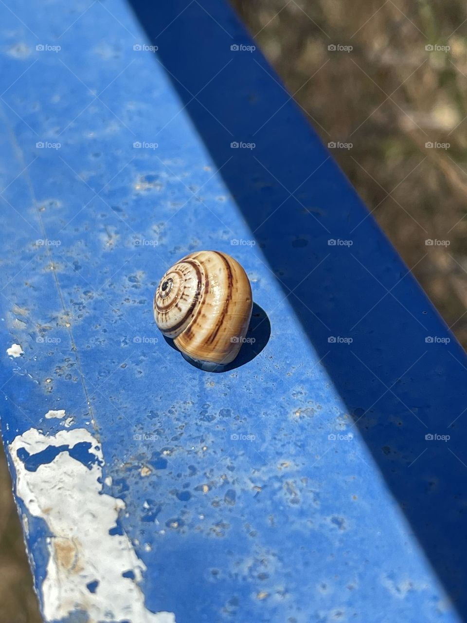 Close up of a snail shell on blue painted surface 