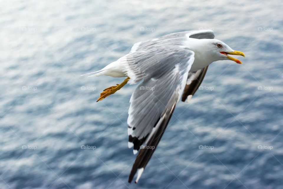 Close-up image of a seagull flying over the ocean.
