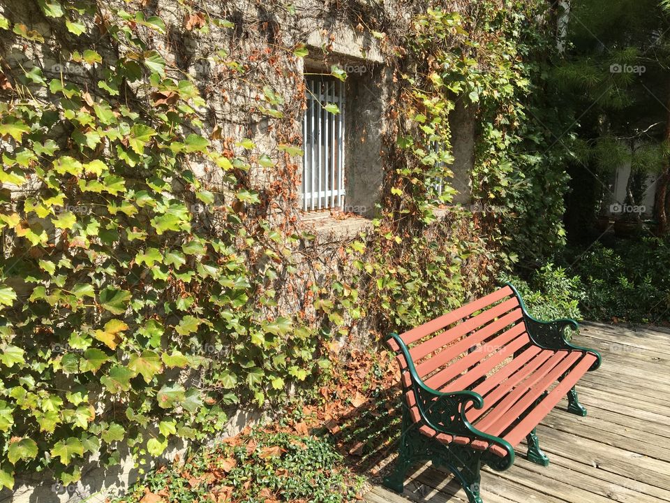 Bench among ivy and a barred window