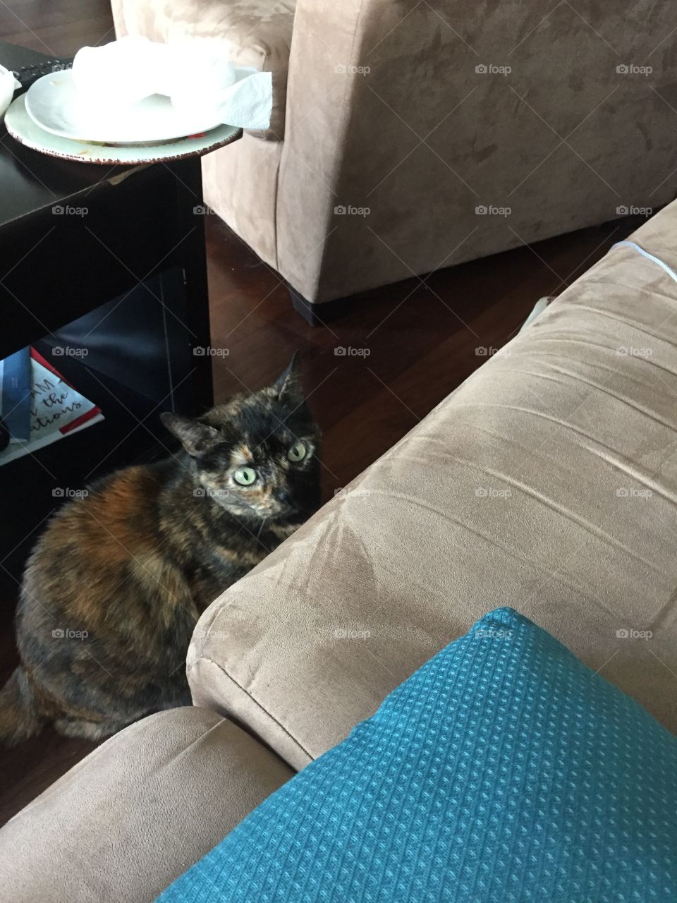 Holiday the friendly Torti 