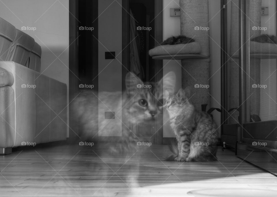 Funny cat wanders around the house in the night and pauses in front of the camera