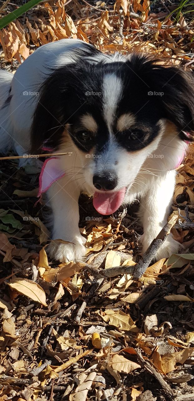 Cheeky Corgipoo in garden