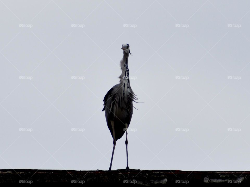 bird in black and white