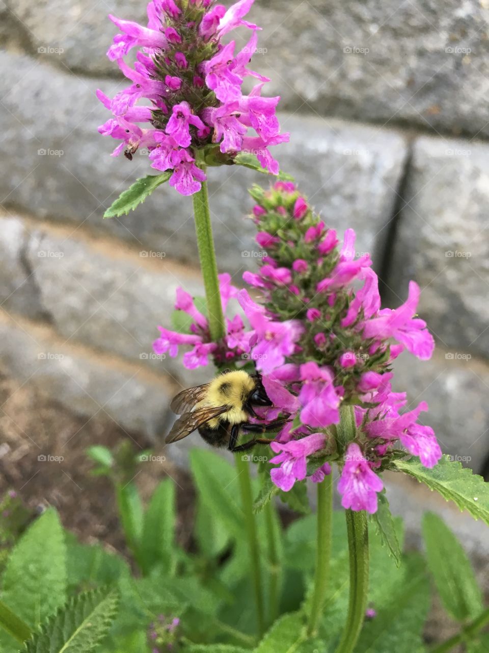 Bumblebee collecting nectar 