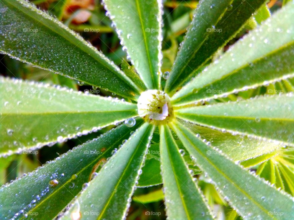 dew on leaves