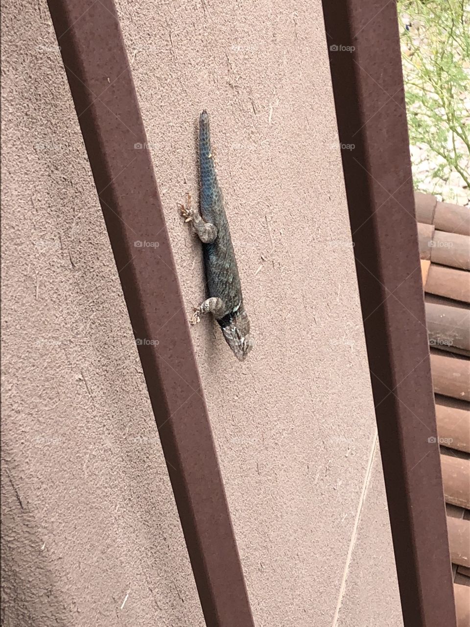 A lizard chilling on the wall in the middle of the desert. 