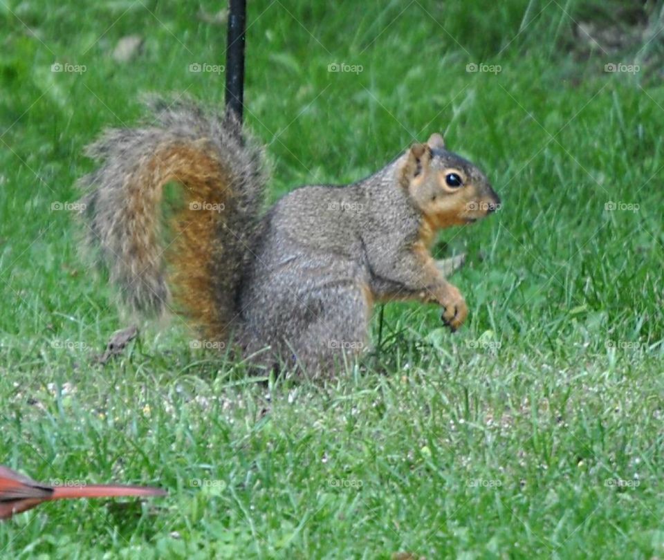 Pretty squirrel 