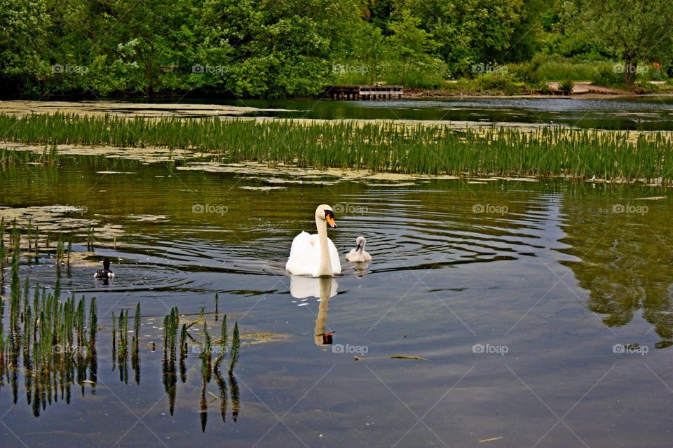 Swan