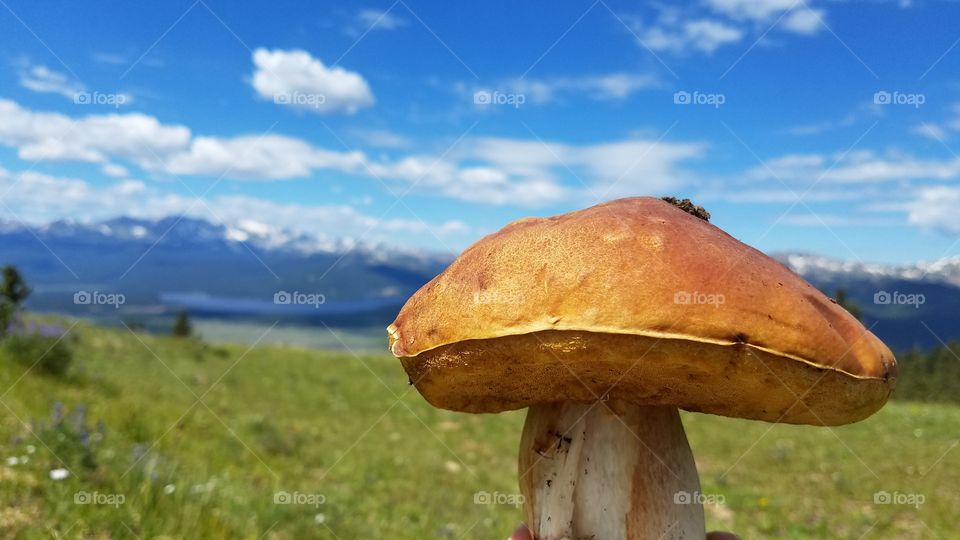 mushroom