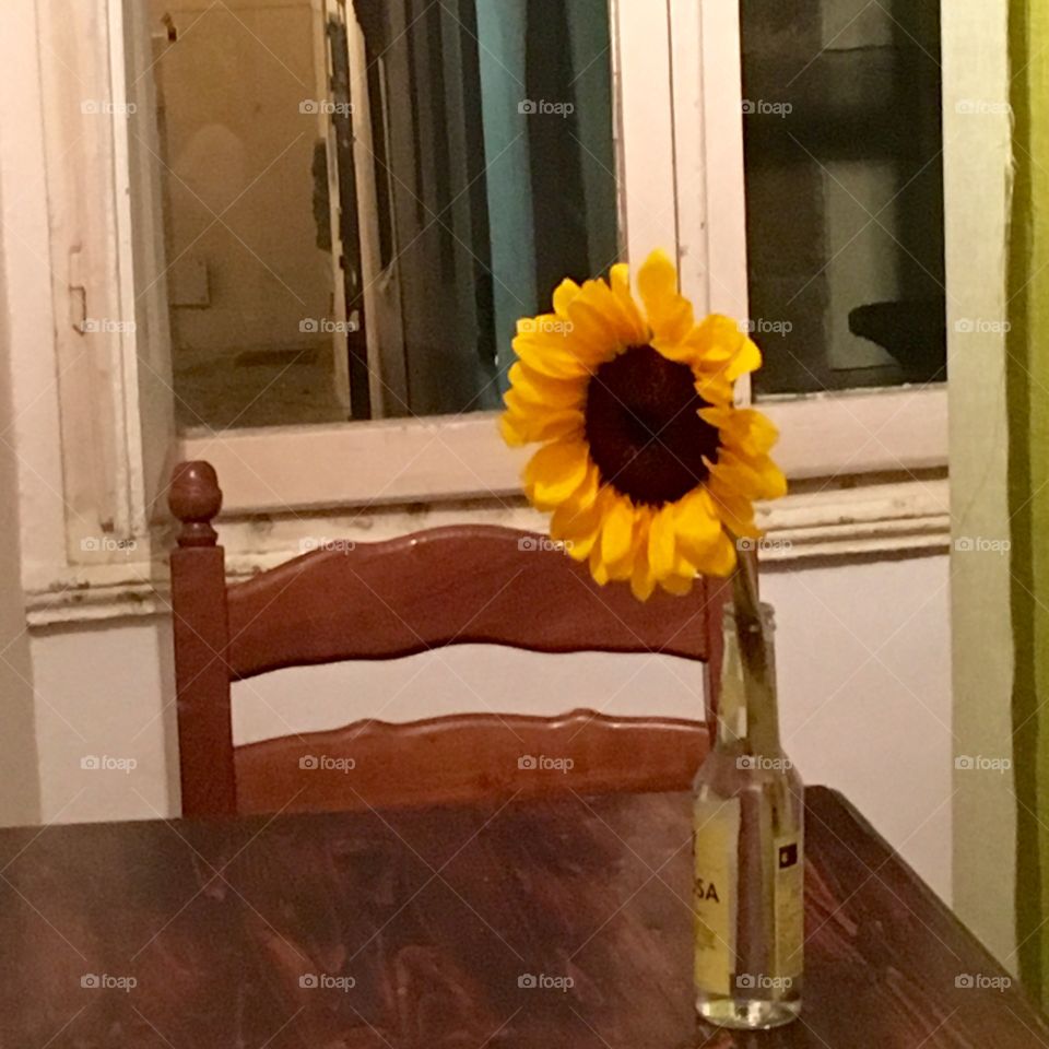 Indoor sunflower