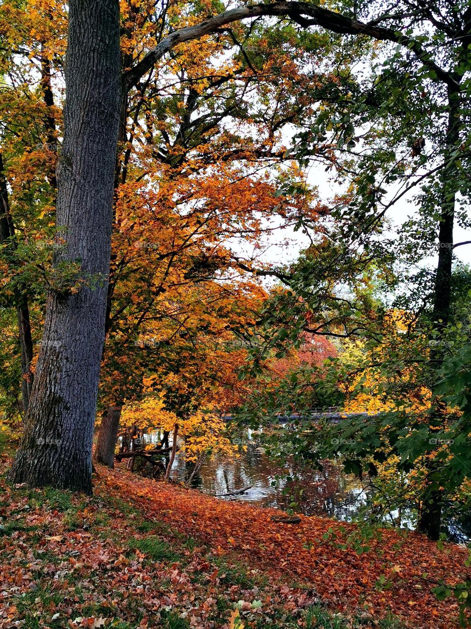 Autumn colors by the pond