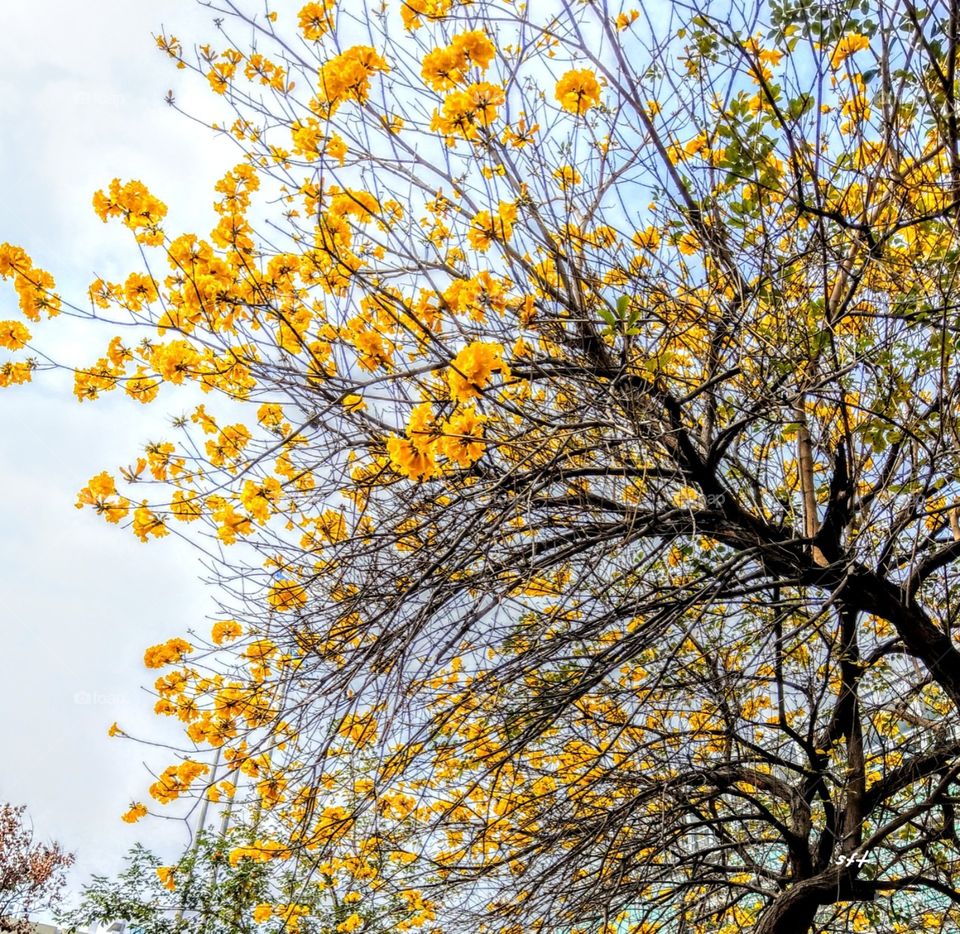 The tree called Golden Trumpet Tree, its
golden flowers with branches are specially beautiful in the blue sky.