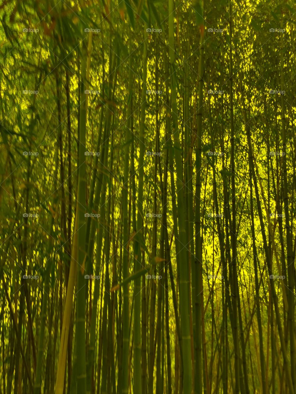 Bamboo Garden . Golden hour in garden 