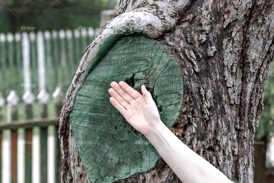 Human hand inside a circle from a cut part of an old tree.