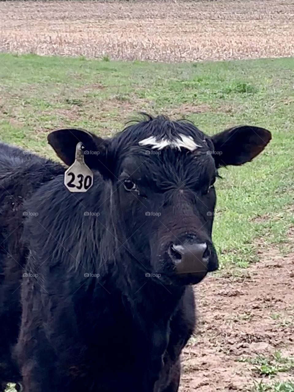 Female feeder yearling in a pasture 