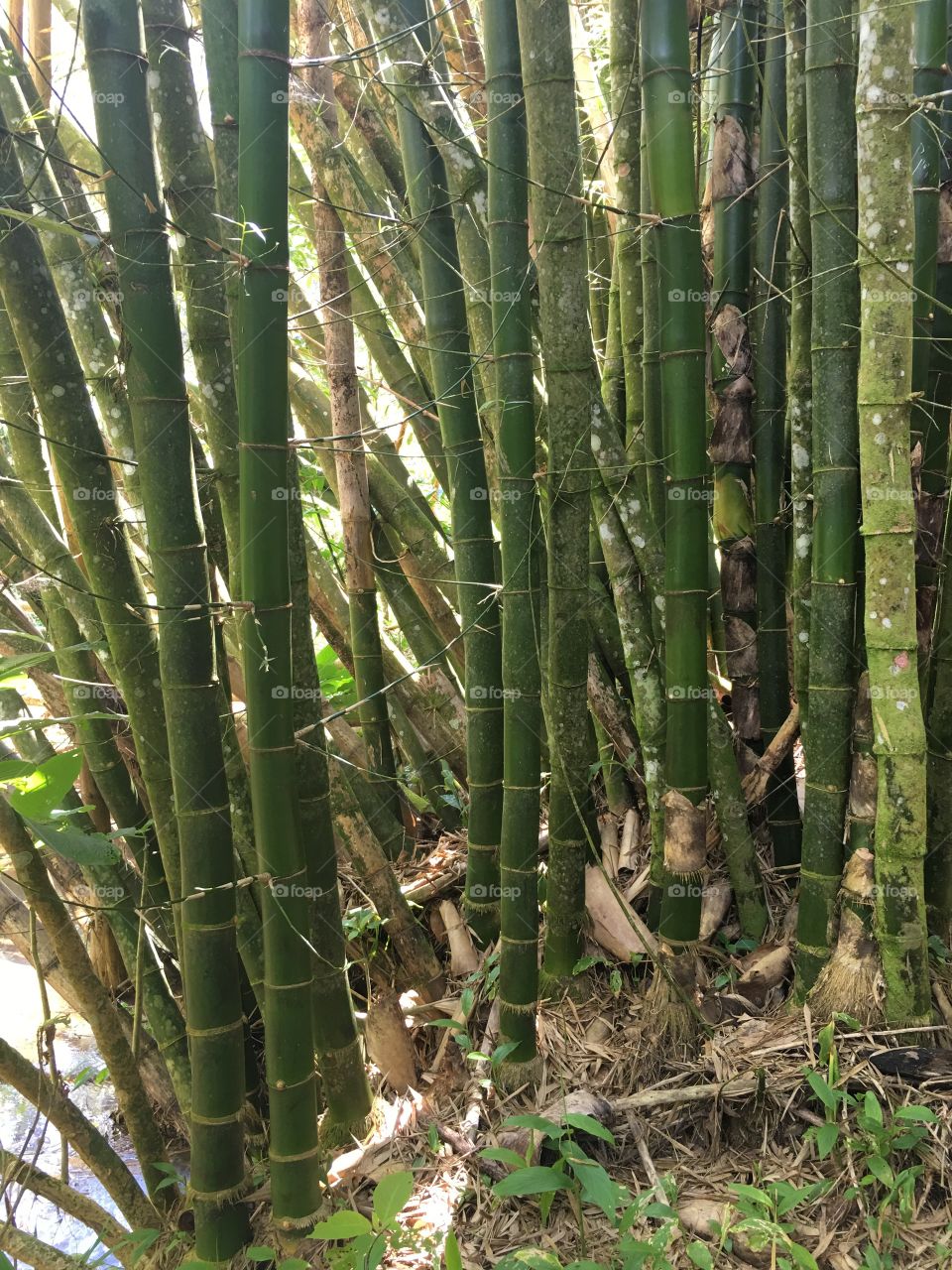 Green Bamboo growing in the forest