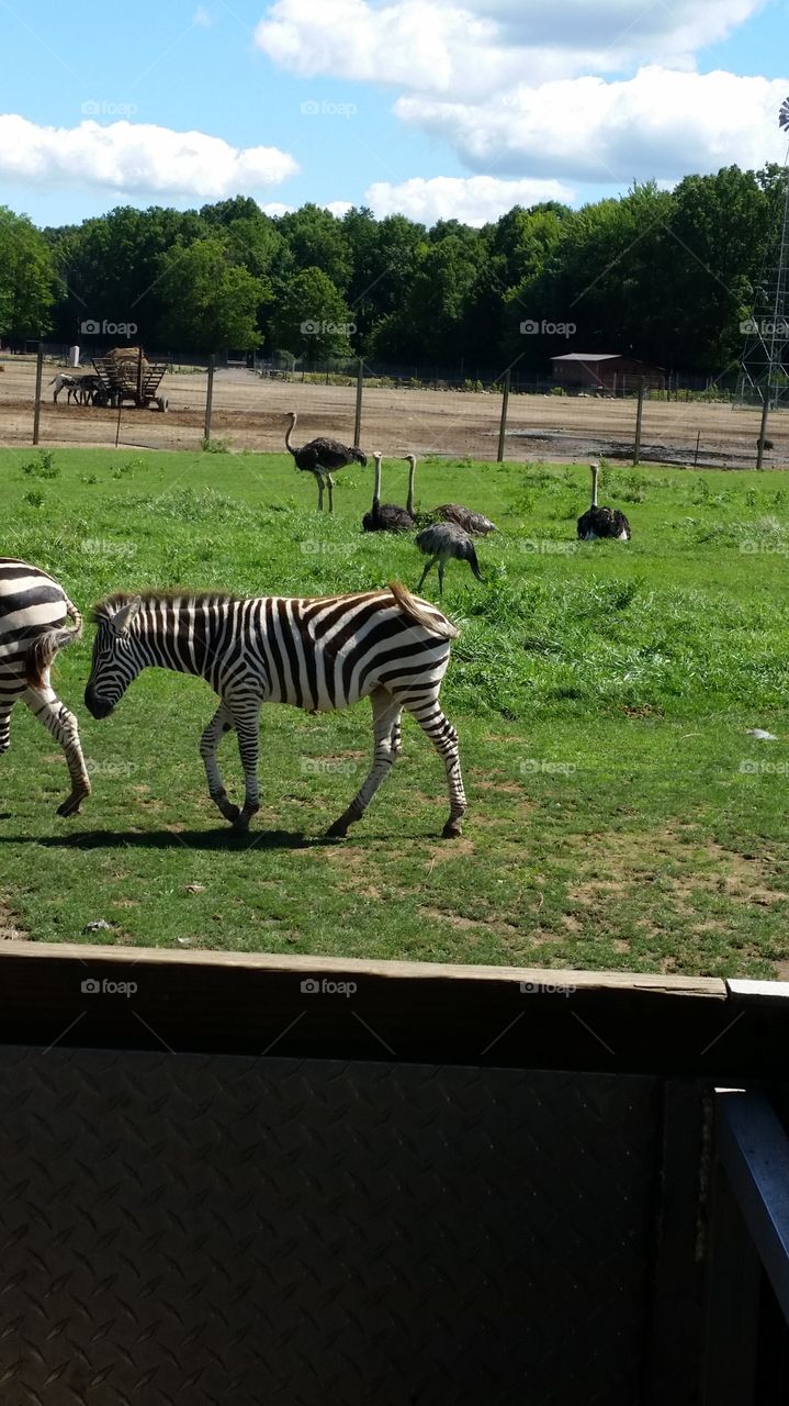 Zebra foul