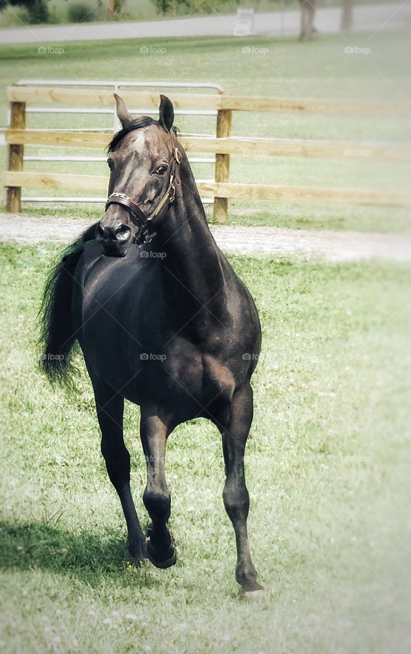 Morgan Horse Vermont