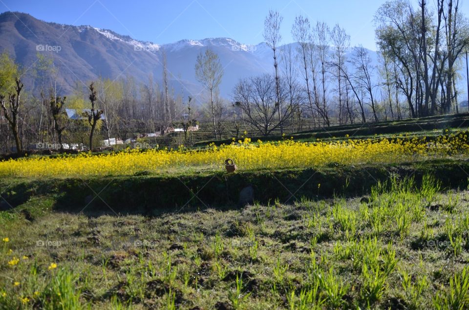 paddy fields