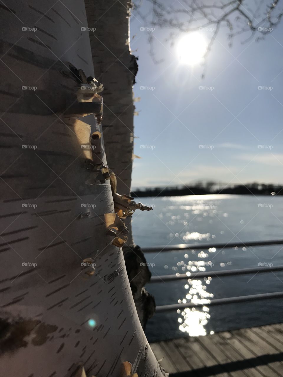 Birch tree by waterside