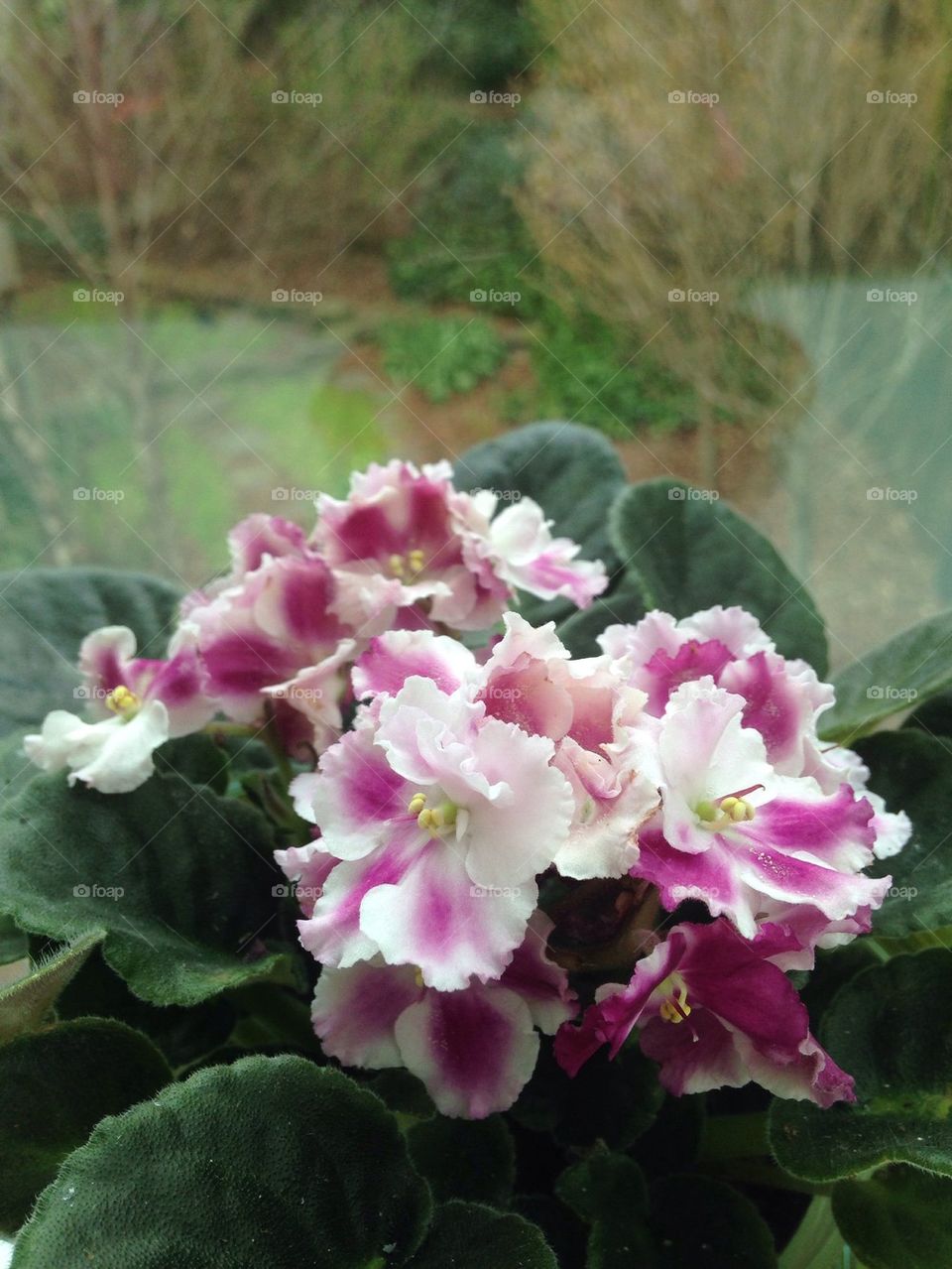 African violet 