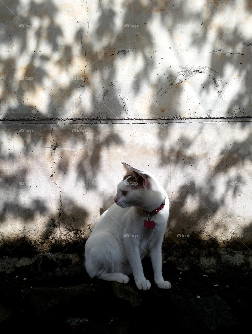 Cat on concrete wall