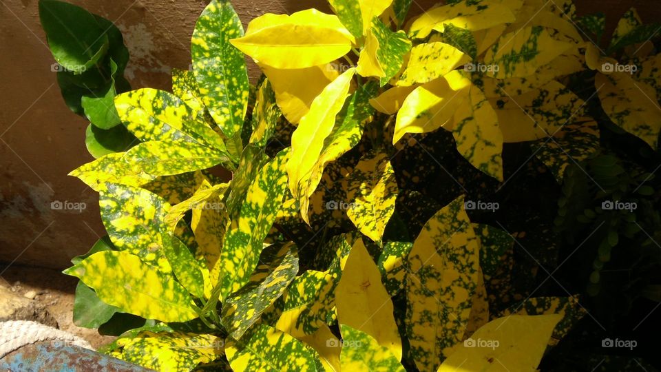 yellow picture of Plant