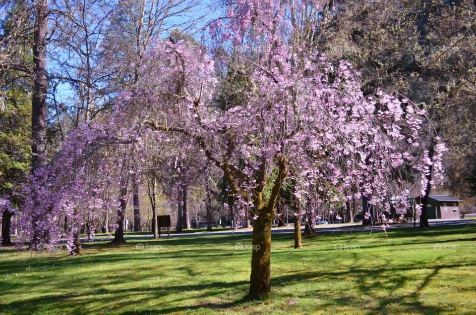 springtime in Oregon