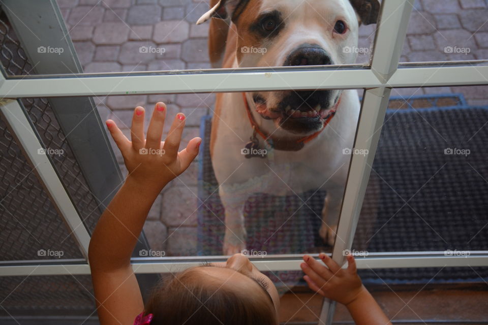 I want that doggy in the window 