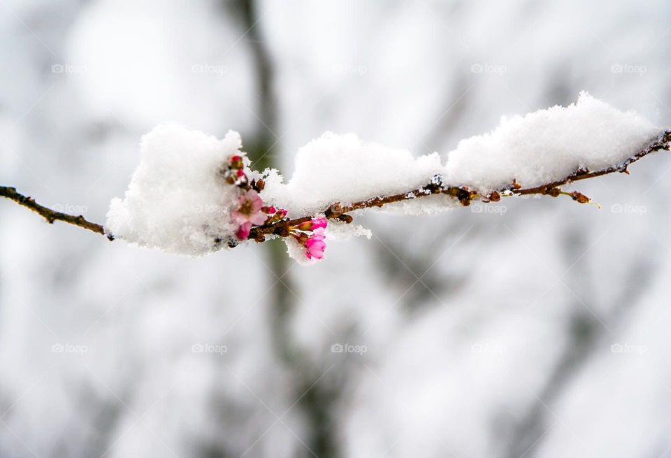 Blossoms after a spring snow storm