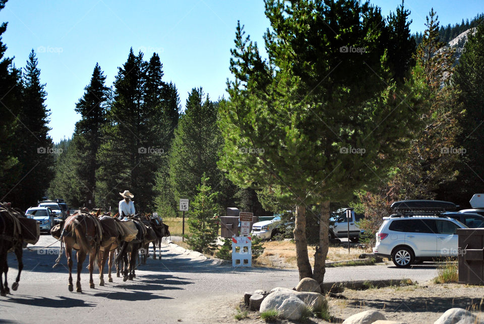 Horses and cowgirl crossing the street