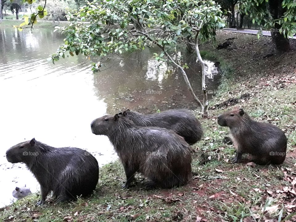 Capivaras