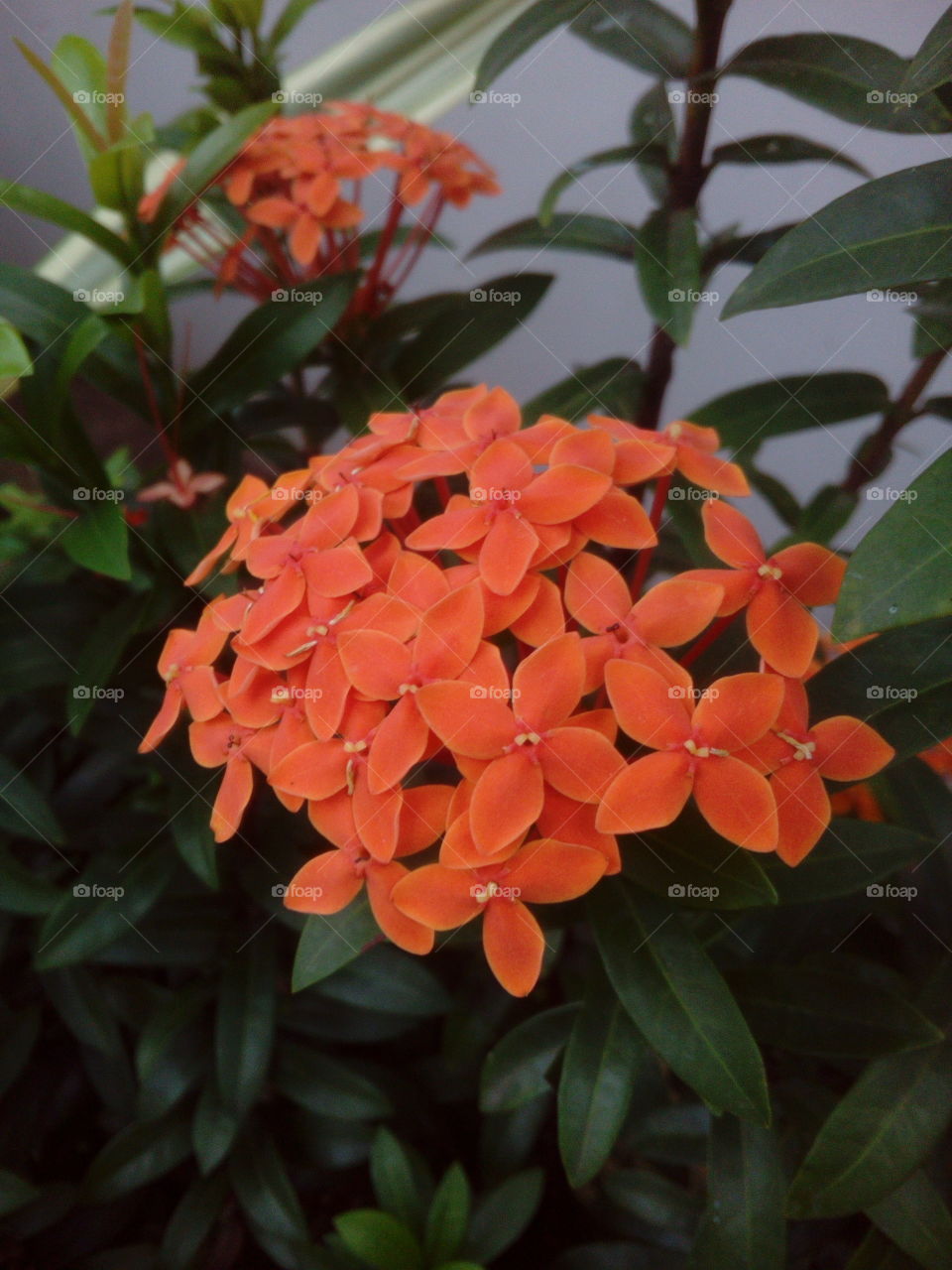 Orange Flowering Tree