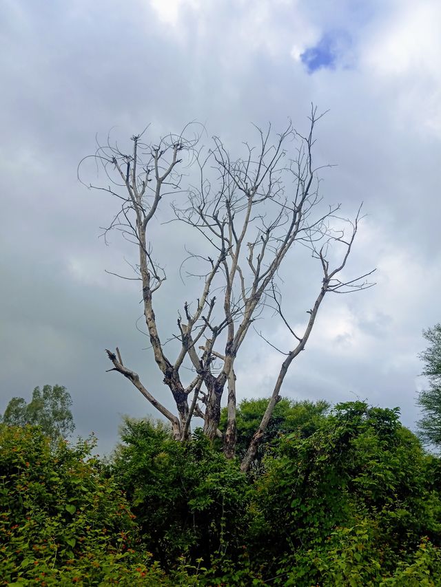 dry tree branches