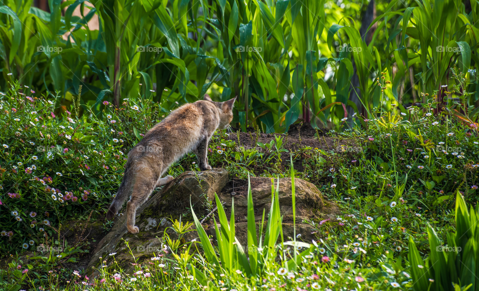 The target has been locked and this cat is slowly approaching towards the prey...