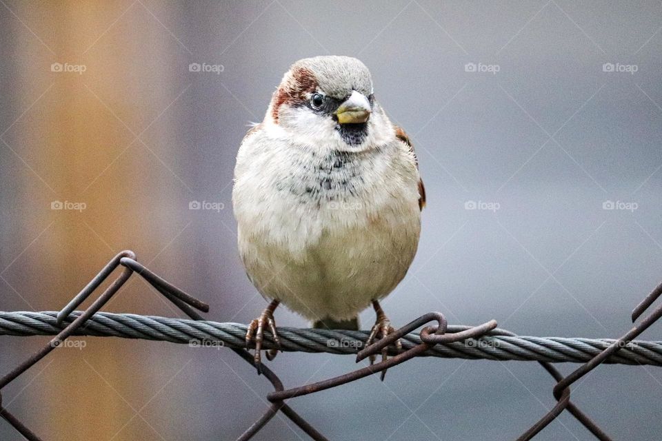 A sparrow on a wire fence