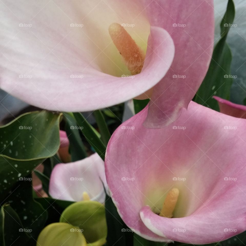 gazing at pink calla lilys. gazing at pink calla lilys